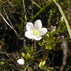 Gentianella muelleriana subsp. jingerensis (Mueller's Snow-gentian) at Cotter River, ACT - 12 Mar 2018 by MatthewFrawley