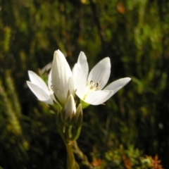 Gentianella muelleriana subsp. jingerensis at Cotter River, ACT - 12 Mar 2018