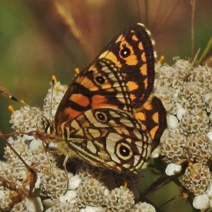 Oreixenica lathoniella at Uriarra, NSW - 15 Mar 2018