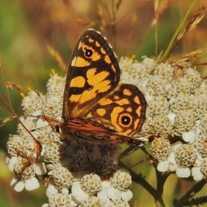 Oreixenica lathoniella at Uriarra, NSW - 15 Mar 2018