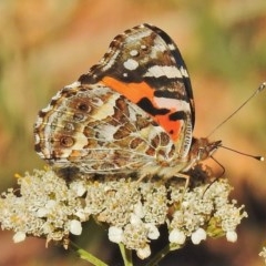 Vanessa kershawi (Australian Painted Lady) at Brindabella National Park - 15 Mar 2018 by JohnBundock