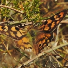 Heteronympha penelope (Shouldered Brown) at Cotter River, ACT - 15 Mar 2018 by JohnBundock