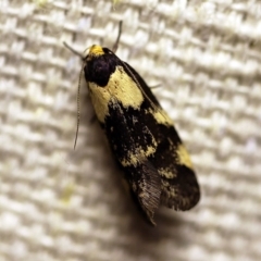 Palimmeces leucopelta (A concealer moth) at O'Connor, ACT - 4 Jan 2018 by ibaird