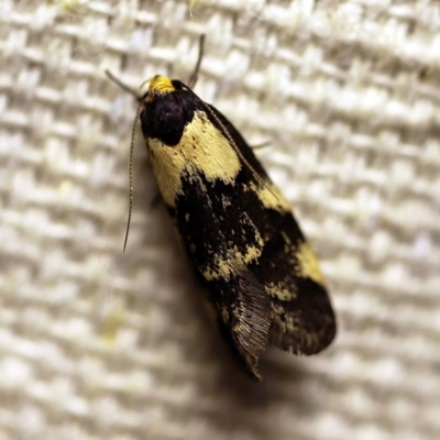 Palimmeces leucopelta (A concealer moth) at O'Connor, ACT - 4 Jan 2018 by ibaird