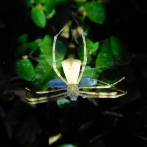 Deinopidae (family) at Ainslie, ACT - 15 Mar 2018