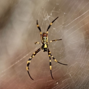 Nephila plumipes at Edrom, NSW - 14 Mar 2018