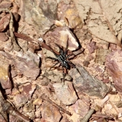 Nyssus sp. (genus) (Swift spiders) at Edrom, NSW - 14 Mar 2018 by RossMannell