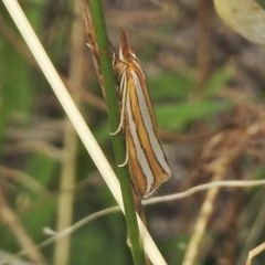 Hednota bivittella (A Crambid moth (Crambinae) at Hume, ACT - 16 Mar 2018 by JohnBundock