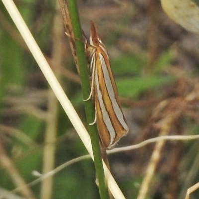 Hednota bivittella (A Crambid moth (Crambinae) at Hume, ACT - 16 Mar 2018 by JohnBundock
