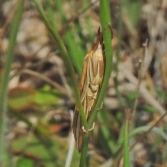 Hednota bivittella at Hume, ACT - 16 Mar 2018