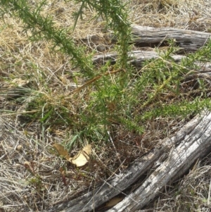 Ulex europaeus at Watson, ACT - 16 Mar 2018 11:50 AM