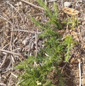 Ulex europaeus at Watson, ACT - 16 Mar 2018 11:50 AM