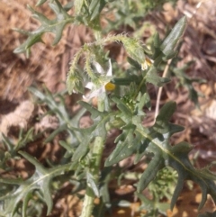 Solanum triflorum (Three-flowered Nightshade) at Mount Majura - 16 Mar 2018 by waltraud