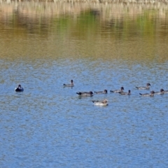 Chenonetta jubata (Australian Wood Duck) at Molonglo Valley, ACT - 15 Mar 2018 by RodDeb
