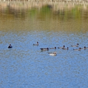 Chenonetta jubata at Molonglo Valley, ACT - 15 Mar 2018 11:00 AM