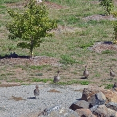 Chenonetta jubata at Molonglo Valley, ACT - 15 Mar 2018 11:00 AM