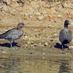 Chenonetta jubata at Molonglo Valley, ACT - 15 Mar 2018