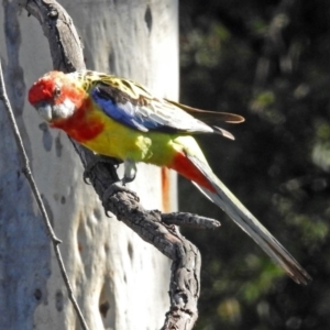 Platycercus eximius at Macarthur, ACT - 15 Mar 2018