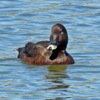 Aythya australis (Hardhead) at National Arboretum Forests - 14 Mar 2018 by RodDeb