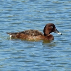 Aythya australis at Molonglo Valley, ACT - 15 Mar 2018