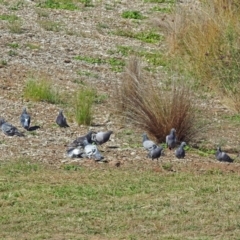 Columba livia (Rock Dove (Feral Pigeon)) at Molonglo Valley, ACT - 14 Mar 2018 by RodDeb