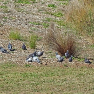 Columba livia at Molonglo Valley, ACT - 15 Mar 2018 10:54 AM