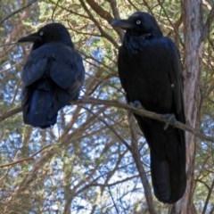 Corvus coronoides (Australian Raven) at ANBG - 15 Mar 2018 by RodDeb