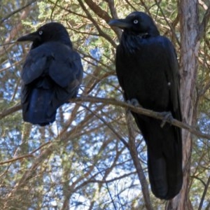 Corvus coronoides at Acton, ACT - 15 Mar 2018