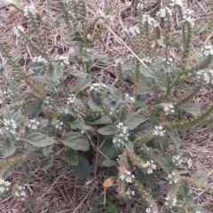 Heliotropium europaeum (Common Heliotrope, Potato Weed) at Mount Majura - 16 Mar 2018 by waltraud