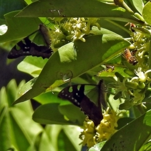 Graphium macleayanum at Acton, ACT - 15 Mar 2018