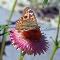 Junonia villida (Meadow Argus) at ANBG - 15 Mar 2018 by RodDeb