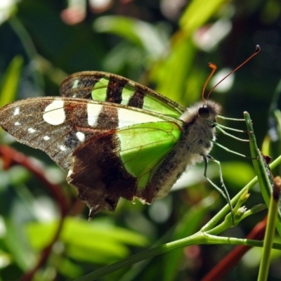 Graphium macleayanum (Macleay's Swallowtail) at ANBG - 15 Mar 2018 by RodDeb