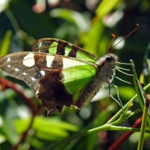 Graphium macleayanum at Canberra Central, ACT - 15 Mar 2018