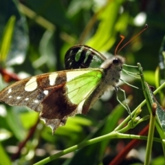 Graphium macleayanum at Canberra Central, ACT - 15 Mar 2018