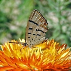 Jalmenus evagoras (Imperial Hairstreak) at ANBG - 15 Mar 2018 by RodDeb