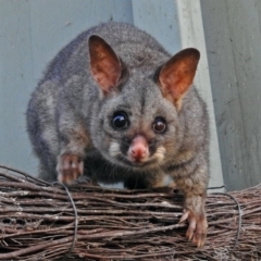 Trichosurus vulpecula (Common Brushtail Possum) at ANBG - 15 Mar 2018 by RodDeb