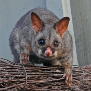 Trichosurus vulpecula at Canberra Central, ACT - 15 Mar 2018 12:44 PM