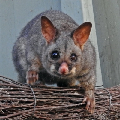 Trichosurus vulpecula (Common Brushtail Possum) at ANBG - 15 Mar 2018 by RodDeb