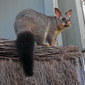 Trichosurus vulpecula at Canberra Central, ACT - 15 Mar 2018 12:44 PM