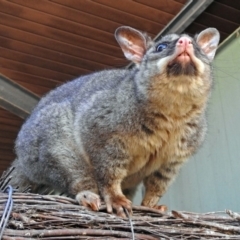 Trichosurus vulpecula at Canberra Central, ACT - 15 Mar 2018 12:44 PM