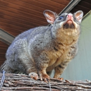 Trichosurus vulpecula at Canberra Central, ACT - 15 Mar 2018 12:44 PM