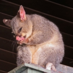 Trichosurus vulpecula at Canberra Central, ACT - 15 Mar 2018 12:44 PM