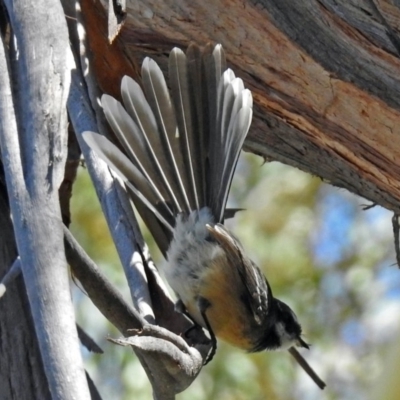 Rhipidura albiscapa (Grey Fantail) at ANBG - 15 Mar 2018 by RodDeb