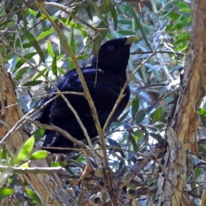 Ptilonorhynchus violaceus at Acton, ACT - 15 Mar 2018