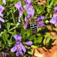 Amegilla sp. (genus) (Blue Banded Bee) at Acton, ACT - 15 Mar 2018 by RodDeb