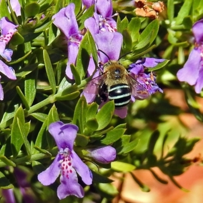 Amegilla sp. (genus) (Blue Banded Bee) at Acton, ACT - 15 Mar 2018 by RodDeb