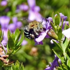 Amegilla sp. (genus) at Acton, ACT - 15 Mar 2018