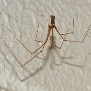 Pholcus phalangioides at Canberra Central, ACT - 15 Mar 2018