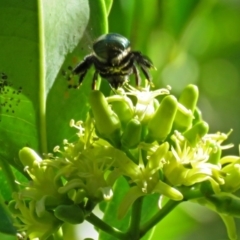 Xylocopa (Lestis) aerata (Golden-Green Carpenter Bee) at Acton, ACT - 15 Mar 2018 by RodDeb