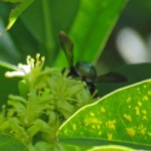 Xylocopa (Lestis) aerata at Acton, ACT - 15 Mar 2018